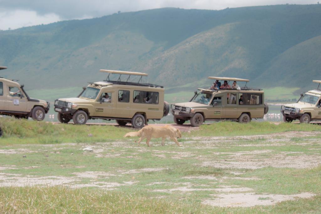 6 Days Tanzania Wildlife Safari with El Classical Adventures