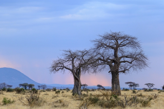 5 Days Ruaha Safari with El Classical Adventures