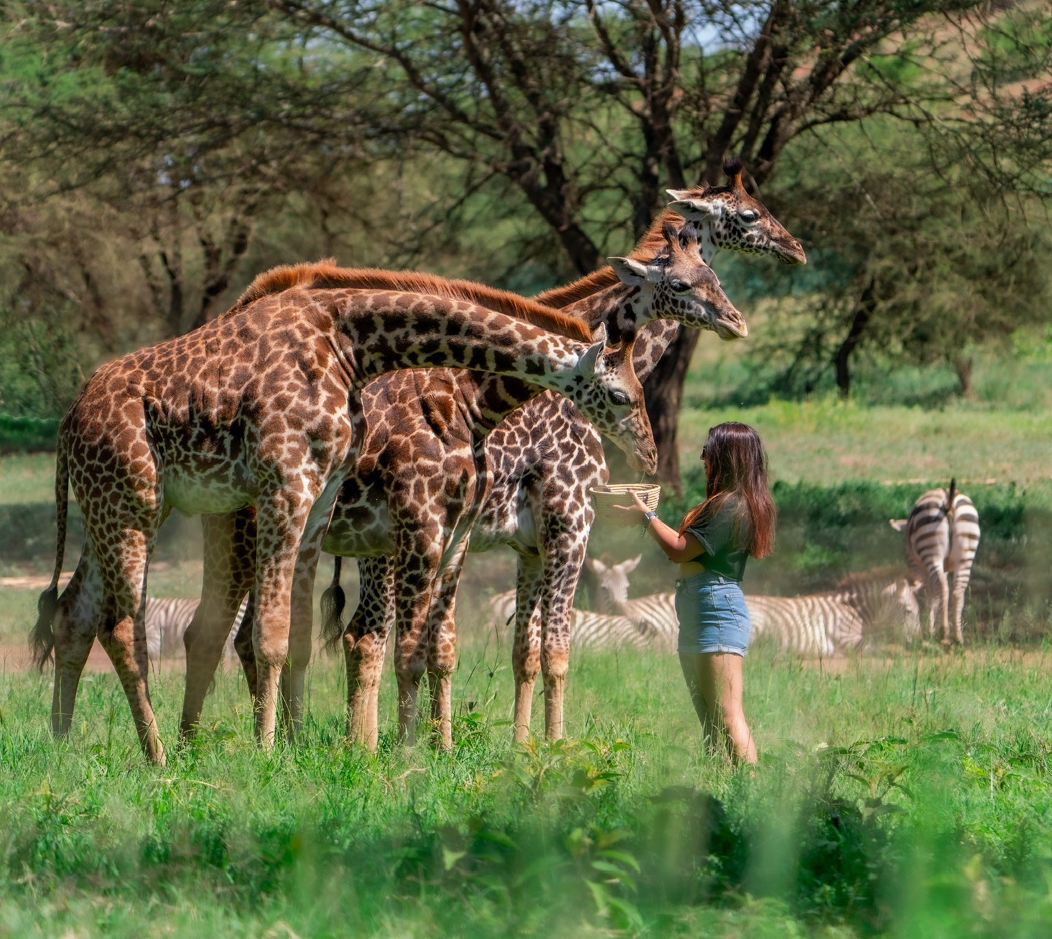 Serval Wildlife Day Trip with El Classical Adventures